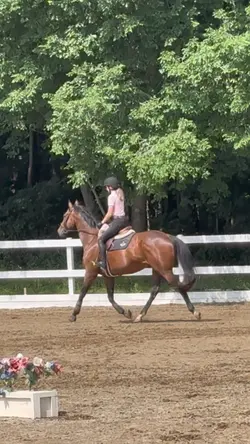 Rode “Ted”