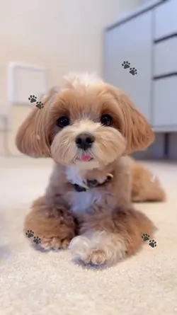 Cute Dog