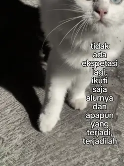 foto live sad