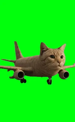 cat airlines