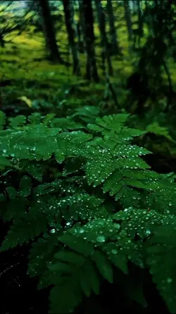 Leaf Hd