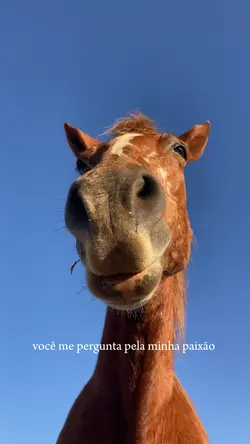 Minha paixão 🐴