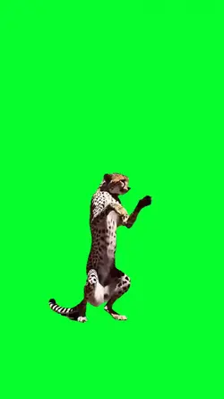 CHEETAH DANCING
