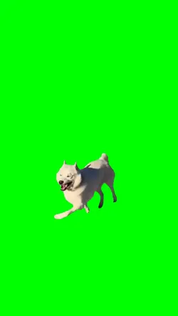 Happy Dog Walking