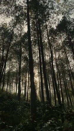 suasana 