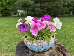 Summer in petals.