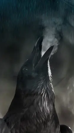 NIGHT BIRD