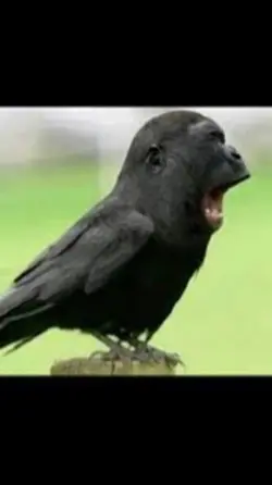 Screaming man