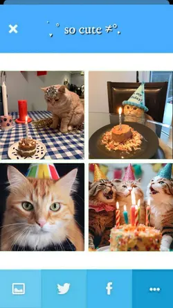 Birthday my cat