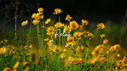 Relax