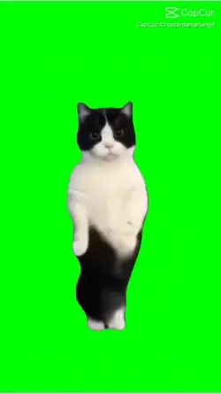 Cat dancing