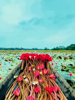 মন মাঝি 