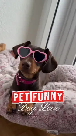 Pet Funny