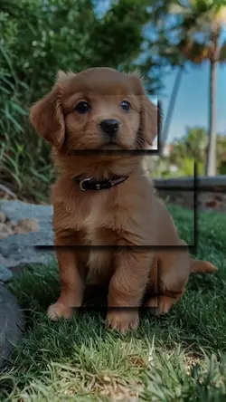  pet transition
