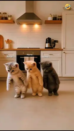 Dancing Cat Trend.. 