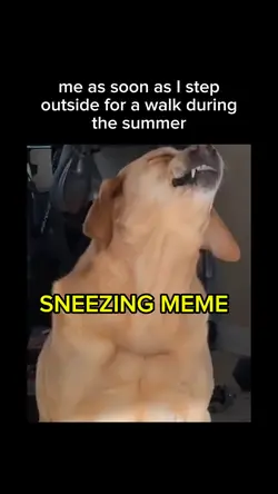 sneezing meme 