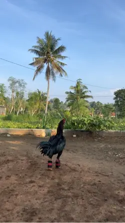 belum saatnya untuk