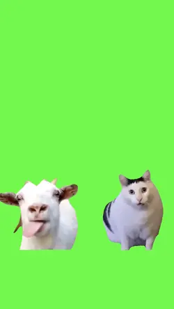 Cabra y gato