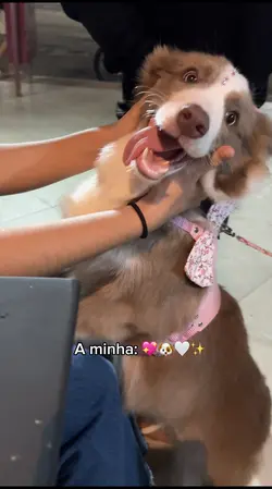 Meu Border Collie