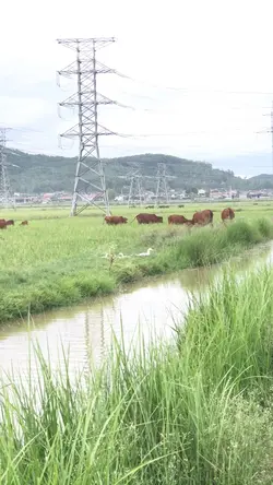 Hai quê