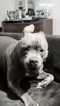 Pitmonster 