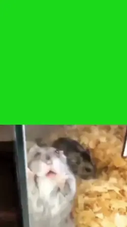 hamster mengejek