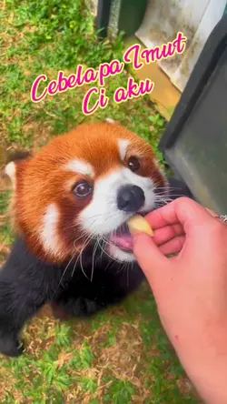 Cebelapa imut ci aku