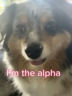 IM THE ALPHA 