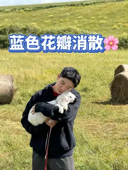 蓝色花瓣消散🌸