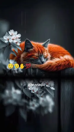 abraradil 