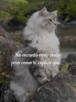 no se me olvida 