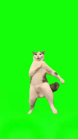 Can Can Cat Dance 