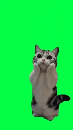 Silly Cat Meme