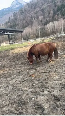 Les chevaux 🥰