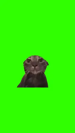 chat mouillé 