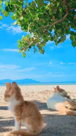 animaux 