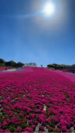 Flower 🌺 