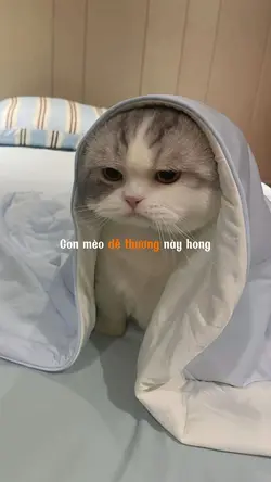 Con mèo cutii