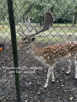 Fave Animal🦌