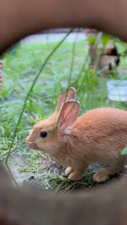 Pets outside 🤣