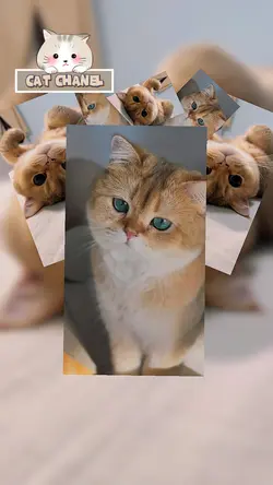 CUTE CAT 