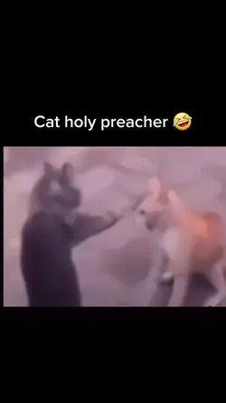 Cat holy preacher 
