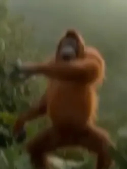 monkey meme