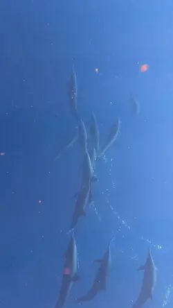 Dolphins 🐬