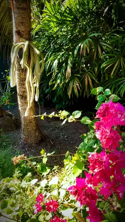 Plantas 