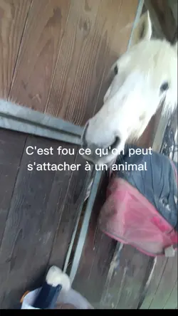 C'est animaux 