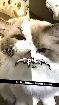 collab