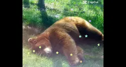Bears 