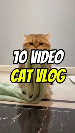 FUNNY ANIMAL 😼