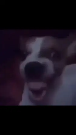 Funny meme video 